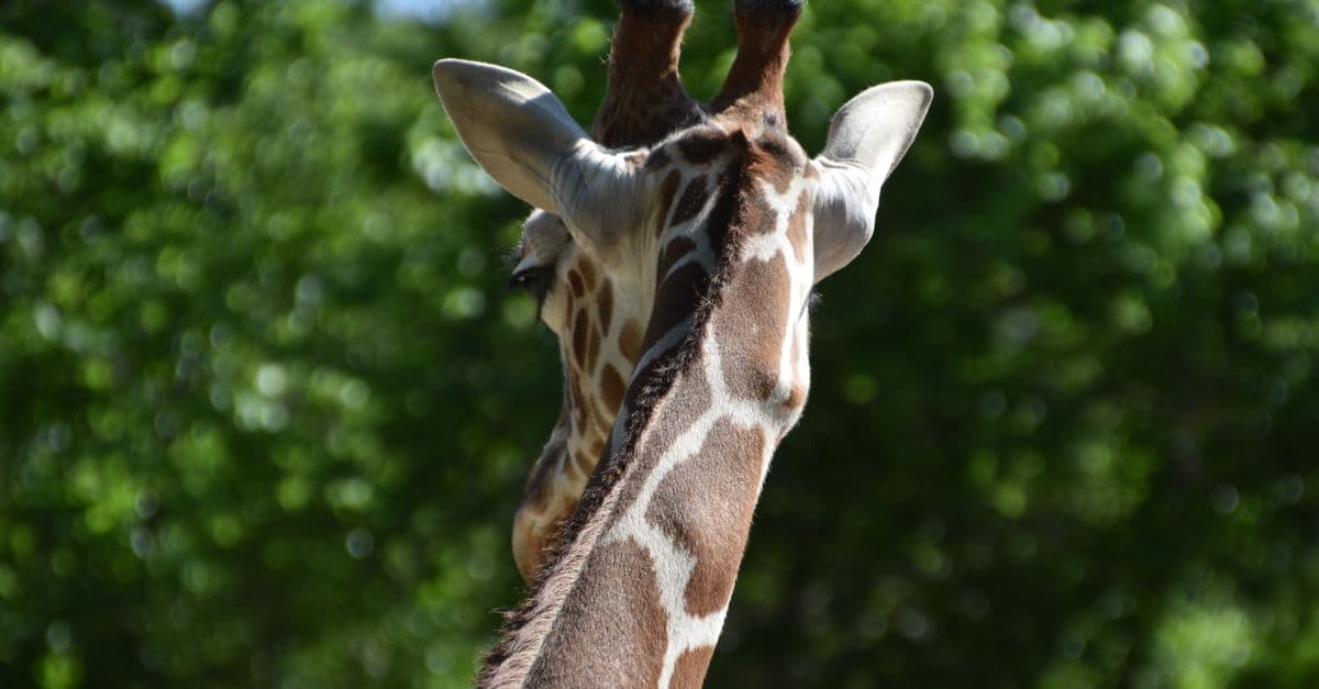 Is the NYC Zoo & Aquarium Membership Worth It for Toddlers?
