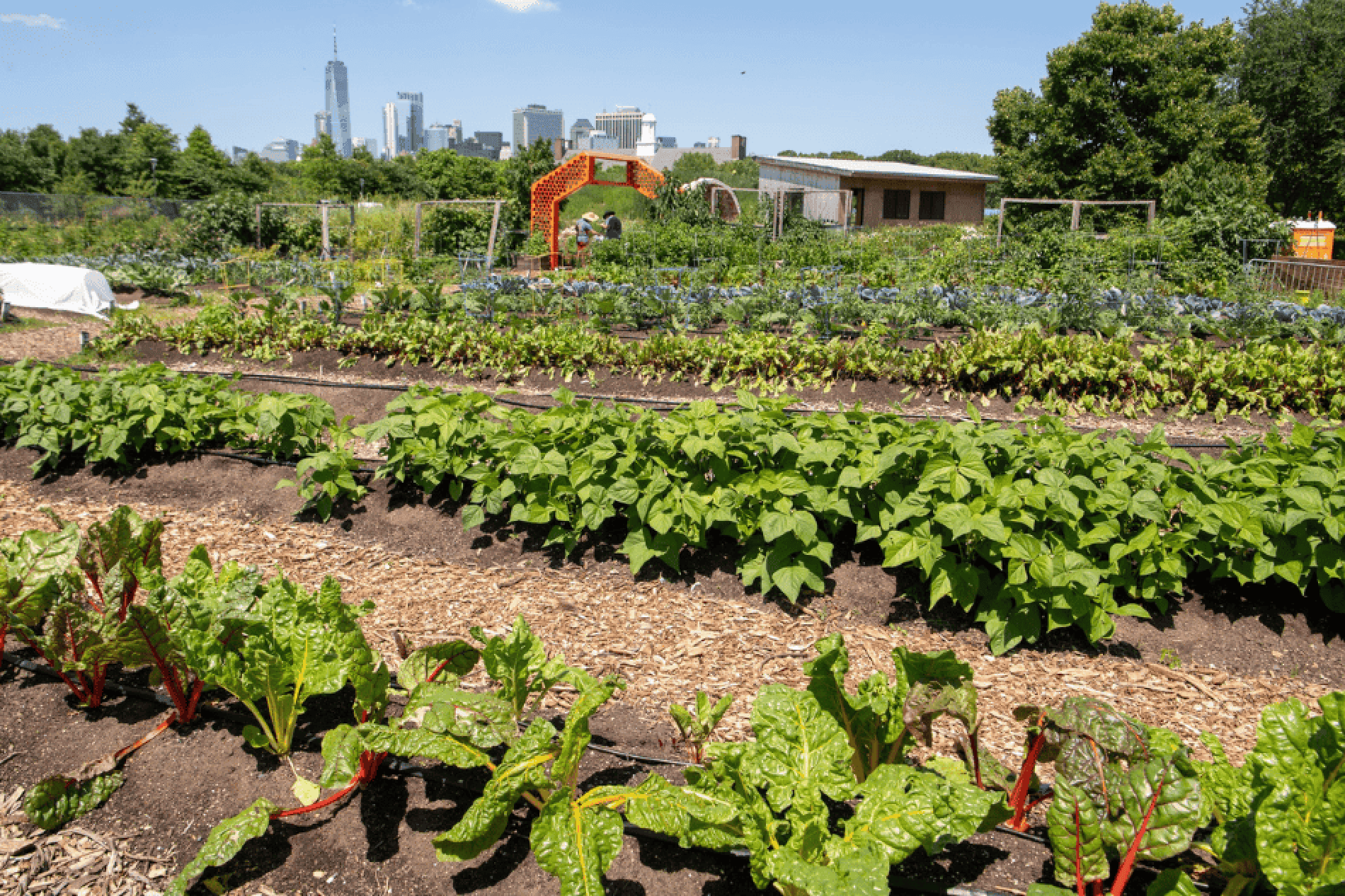 Governors Island Farm (GrowNYC Teaching Garden)